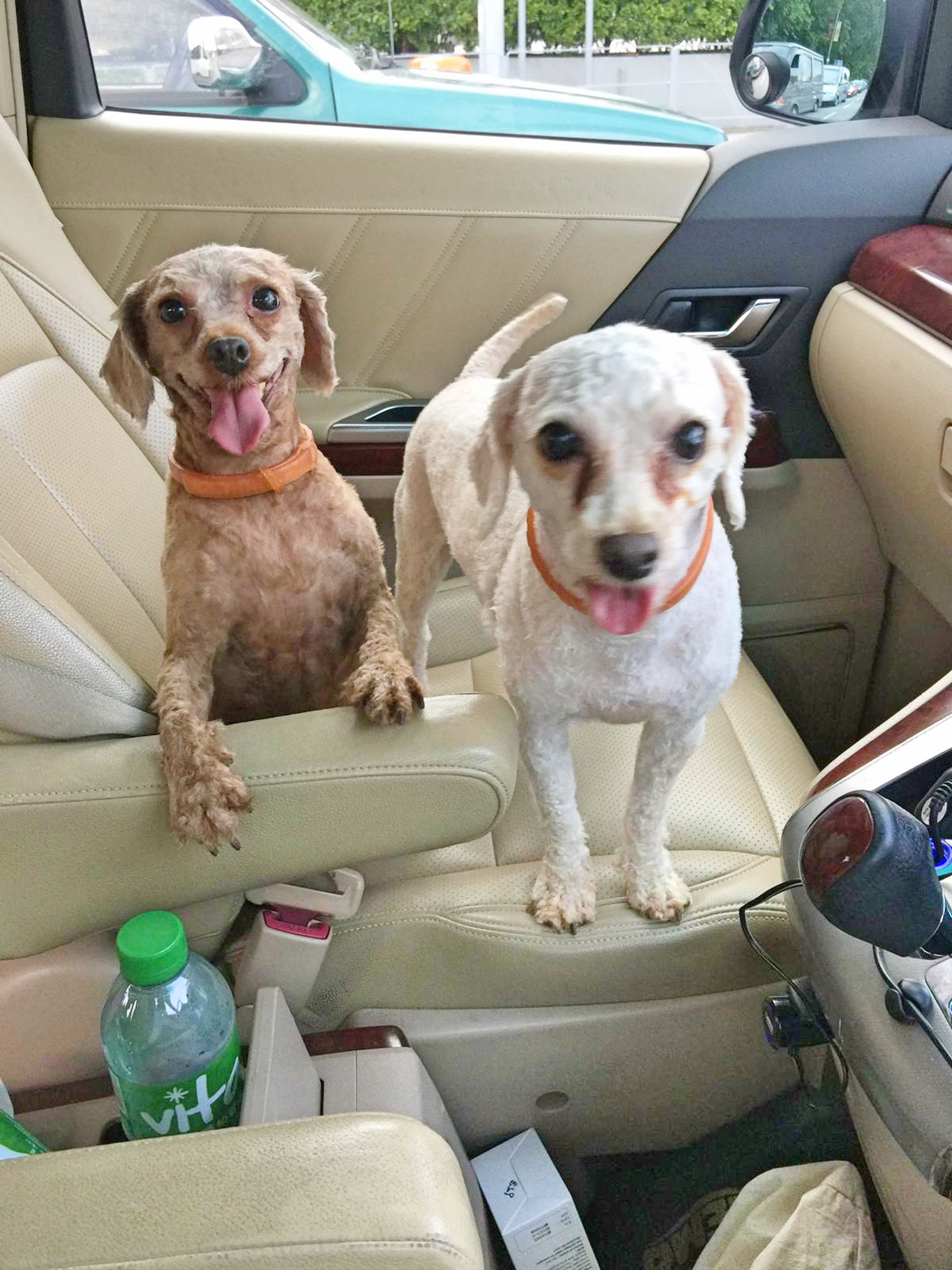 附近街坊則報稱,曾見過這兩隻貴婦狗在當日上午11時多在村內遊蕩。(受訪者提供) 附近街坊則報稱,曾見過這兩隻貴婦狗在當日上午11時多在村內遊蕩。(受訪者提供)