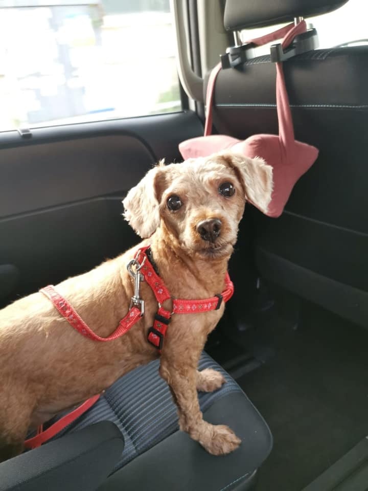 「妹妹」走失時剛剪完毛不久,毛髮仍短,身上沒有配飾及衣物。(受訪者提供) 「妹妹」走失時剛剪完毛不久,毛髮仍短,身上沒有配飾及衣物。(受訪者提供)