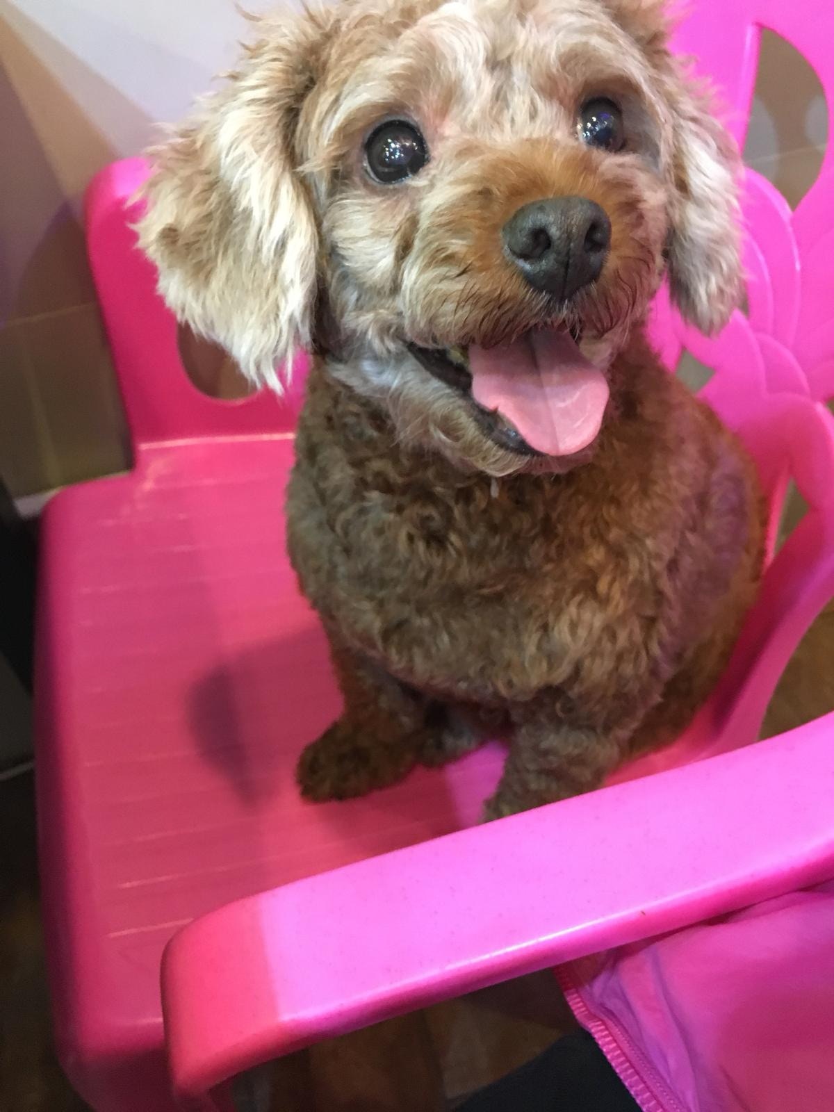 (受訪者提供) (受訪者提供)