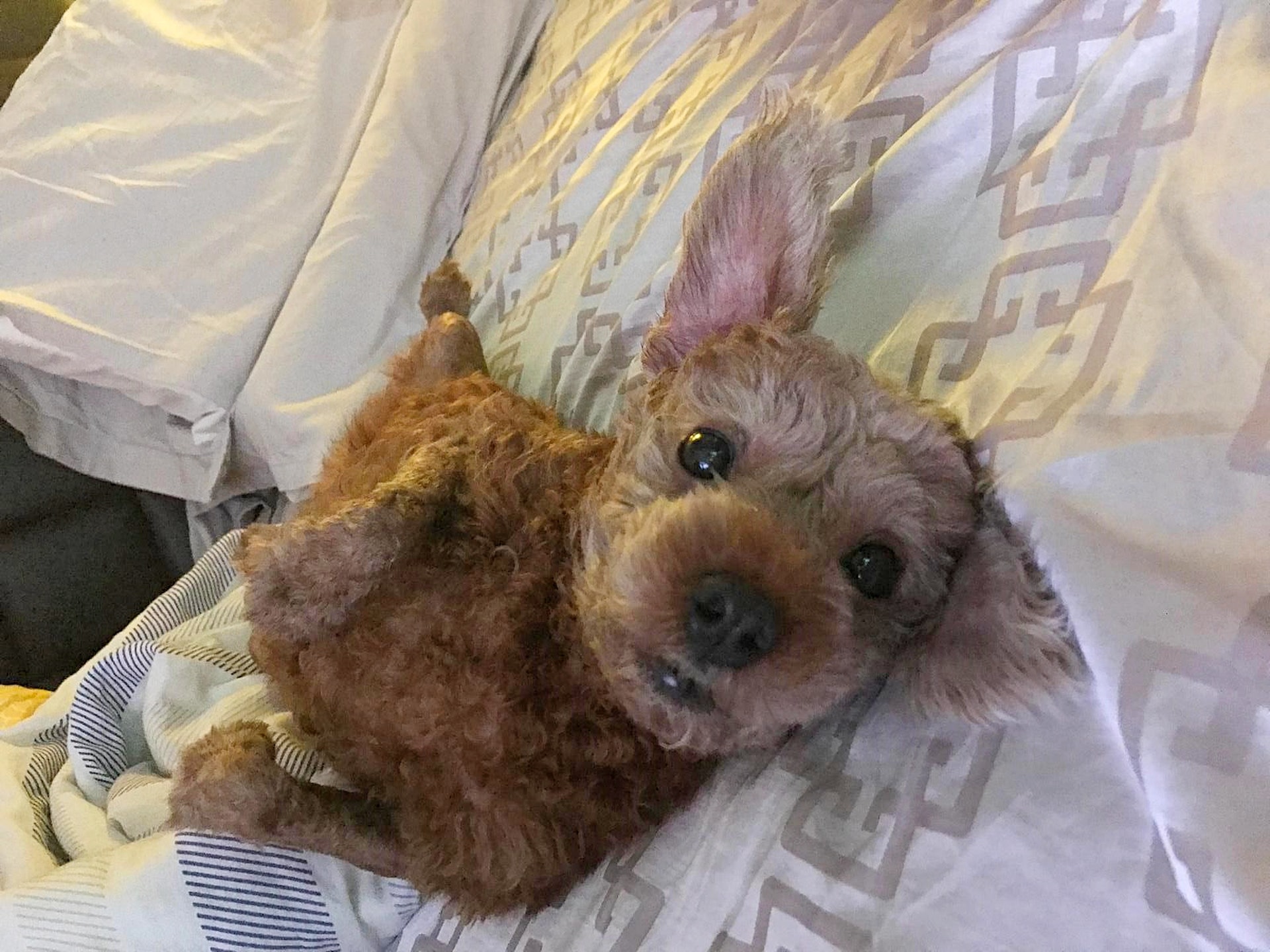 陳生指「妹妹」性格親人。(受訪者提供) 陳生指「妹妹」性格親人。(受訪者提供)