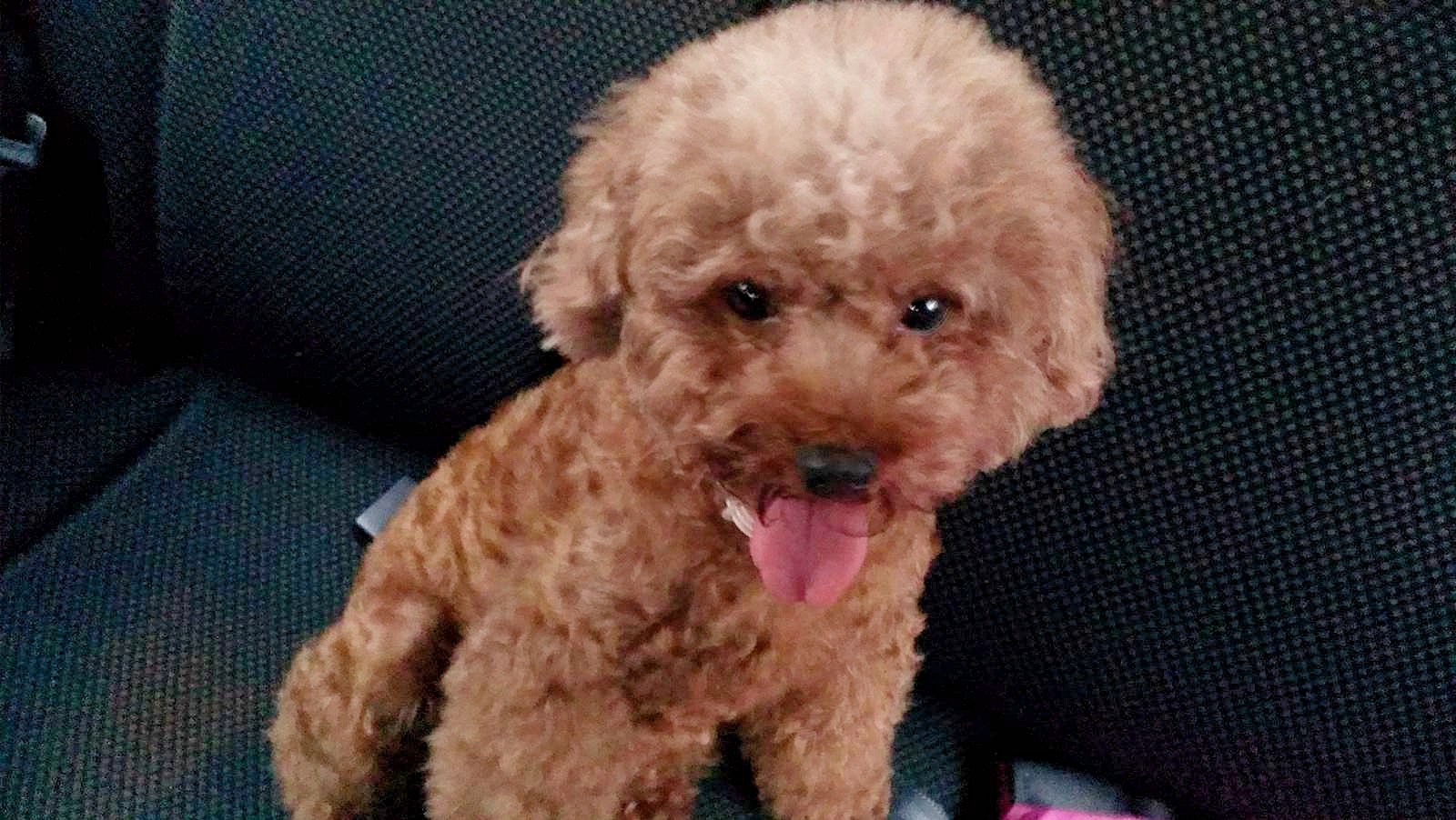 陳生指「妹妹」性格親人。(受訪者提供) 陳生指「妹妹」性格親人。(受訪者提供)