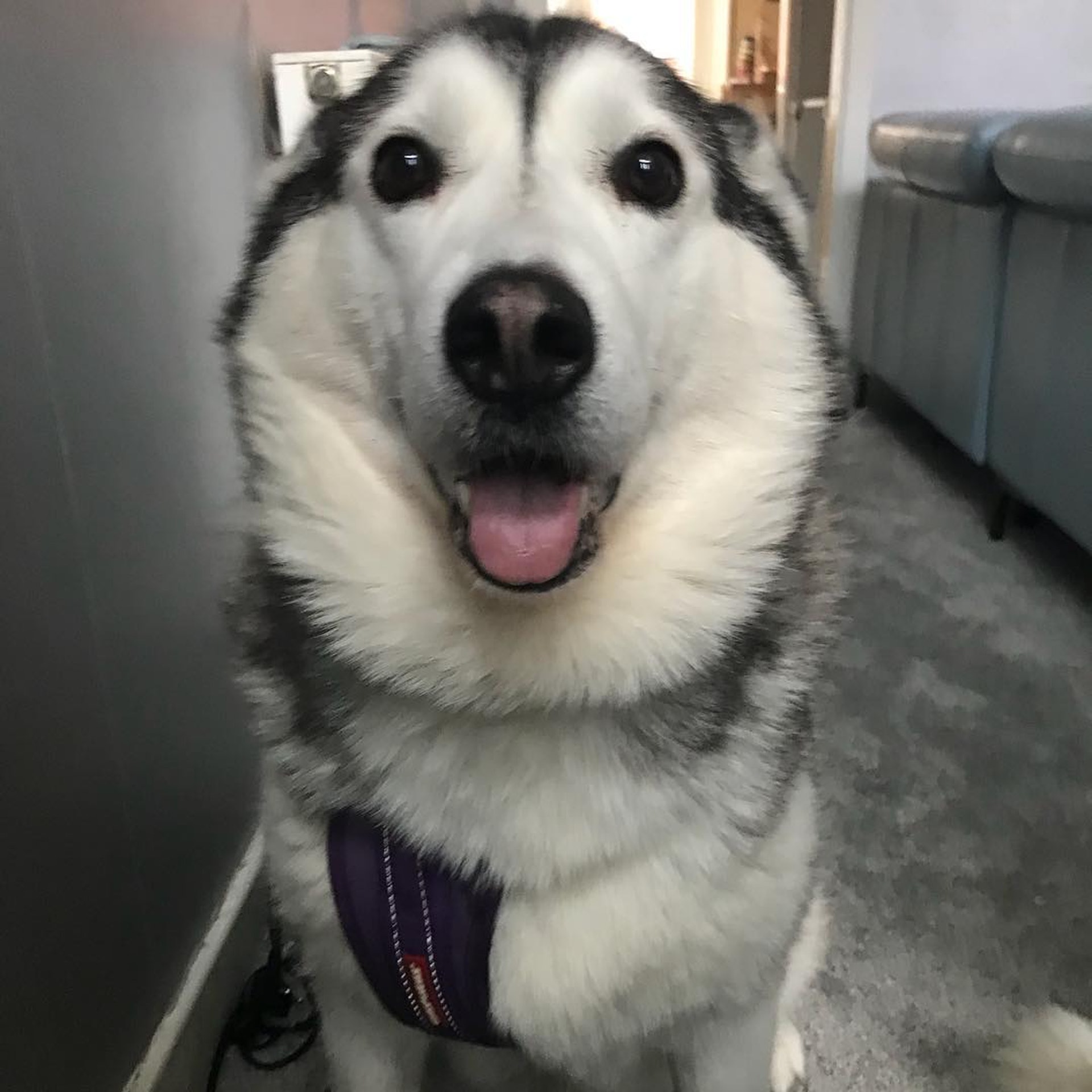 西伯利亞雪橇犬「Millie」特別喜歡黏著男主人。(IG@milperthusky) 西伯利亞雪橇犬「Millie」特別喜歡黏著男主人。(IG@milperthusky)