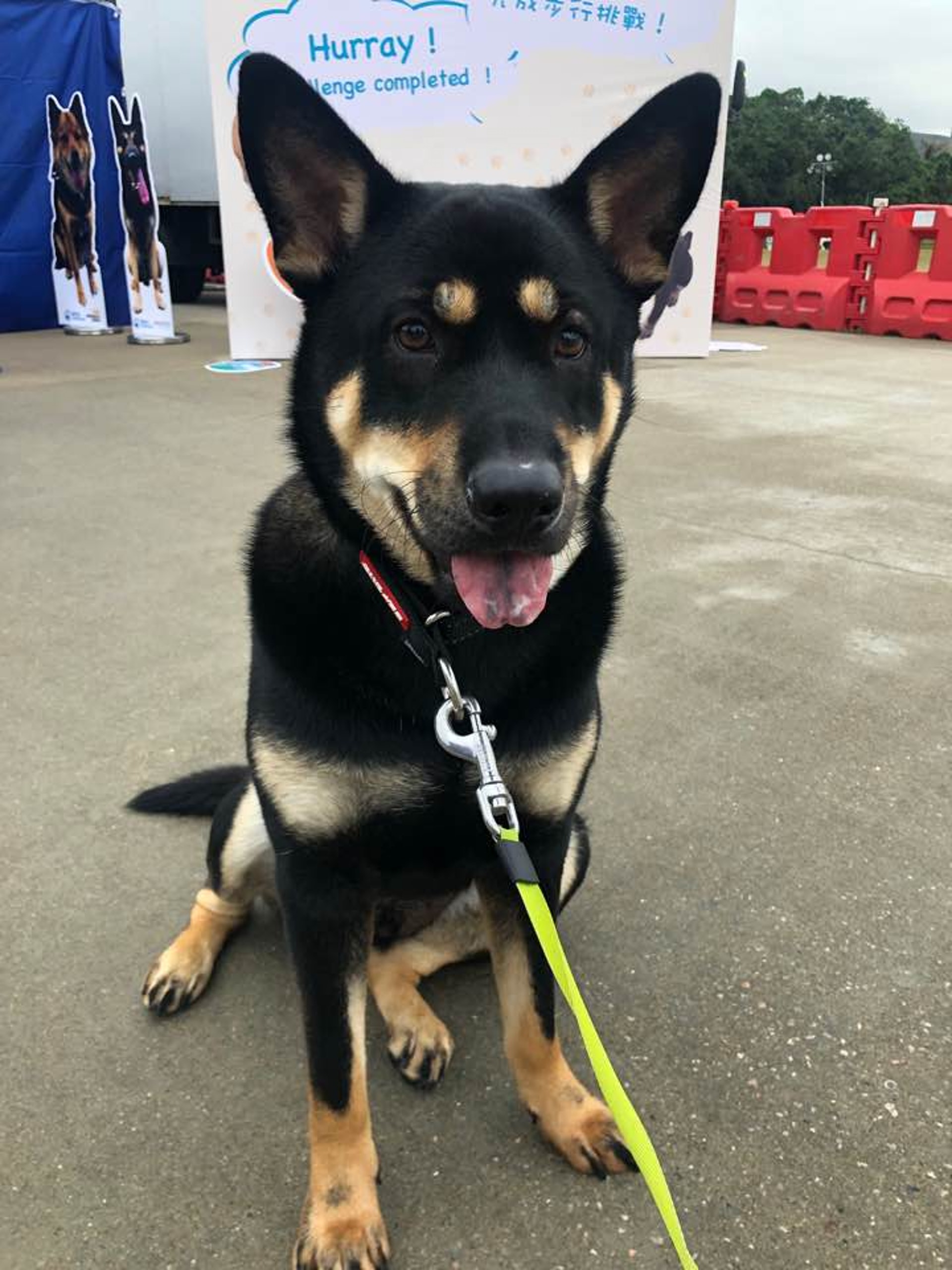 藝人崔建邦愛犬唐狗仔「武藏」,只有10個月大。 藝人崔建邦愛犬唐狗仔「武藏」,只有10個月大。