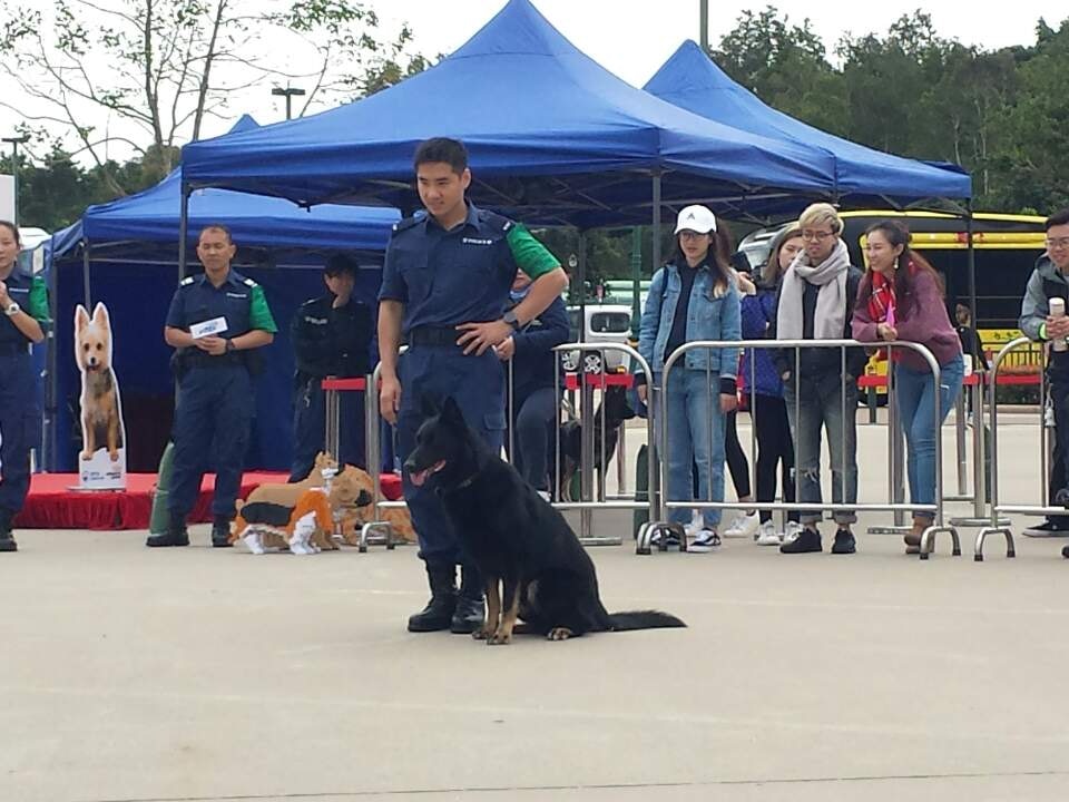 警犬Sony 警犬Sony