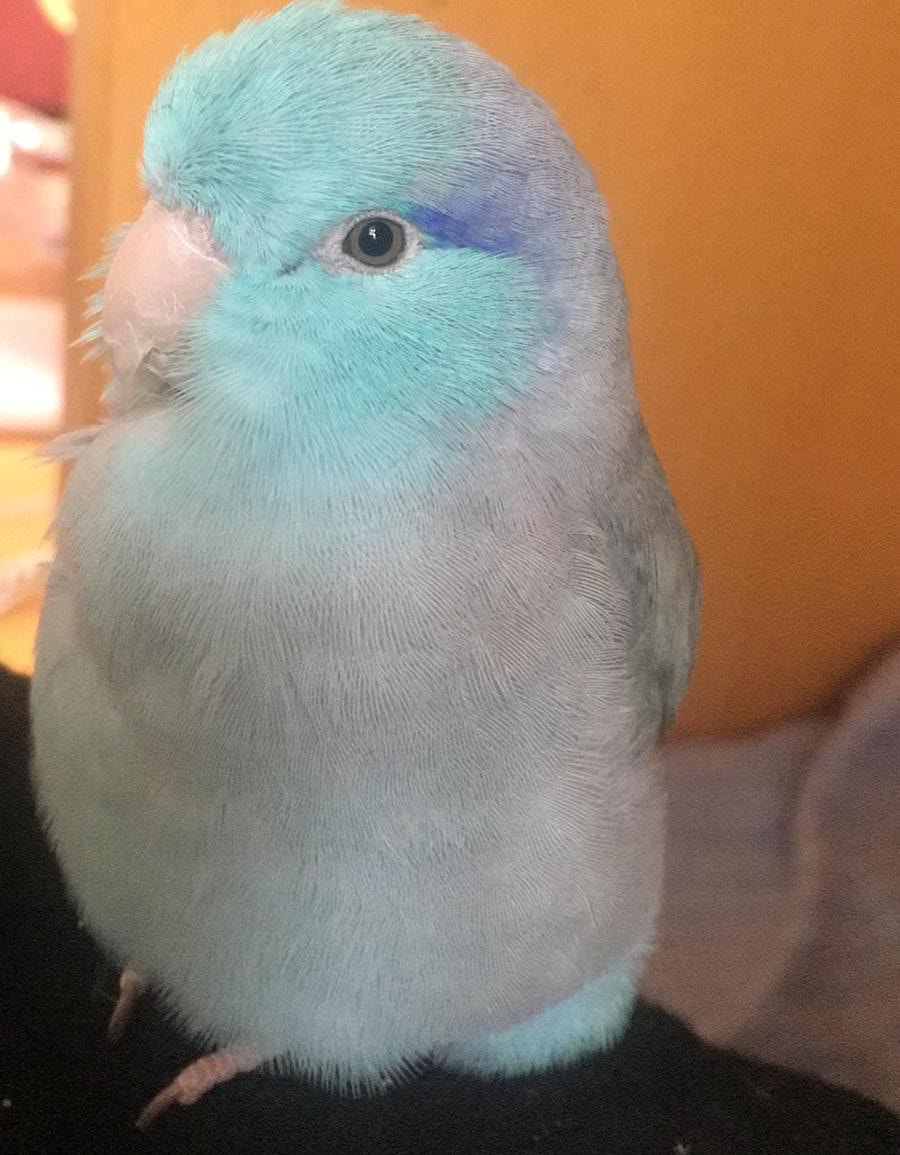 藍太平洋鸚鵡「小藍」(受訪者提供) 藍太平洋鸚鵡「小藍」(受訪者提供)