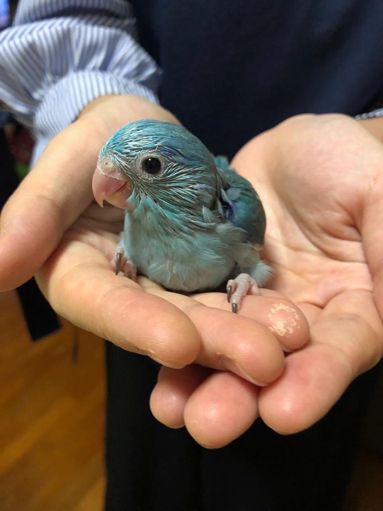 小藍剛滿月,第一天來到陳小姐家。(受訪者提供) 小藍剛滿月,第一天來到陳小姐家。(受訪者提供)