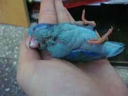 騙徒提供照片。(受訪者提供) 騙徒提供照片。(受訪者提供)