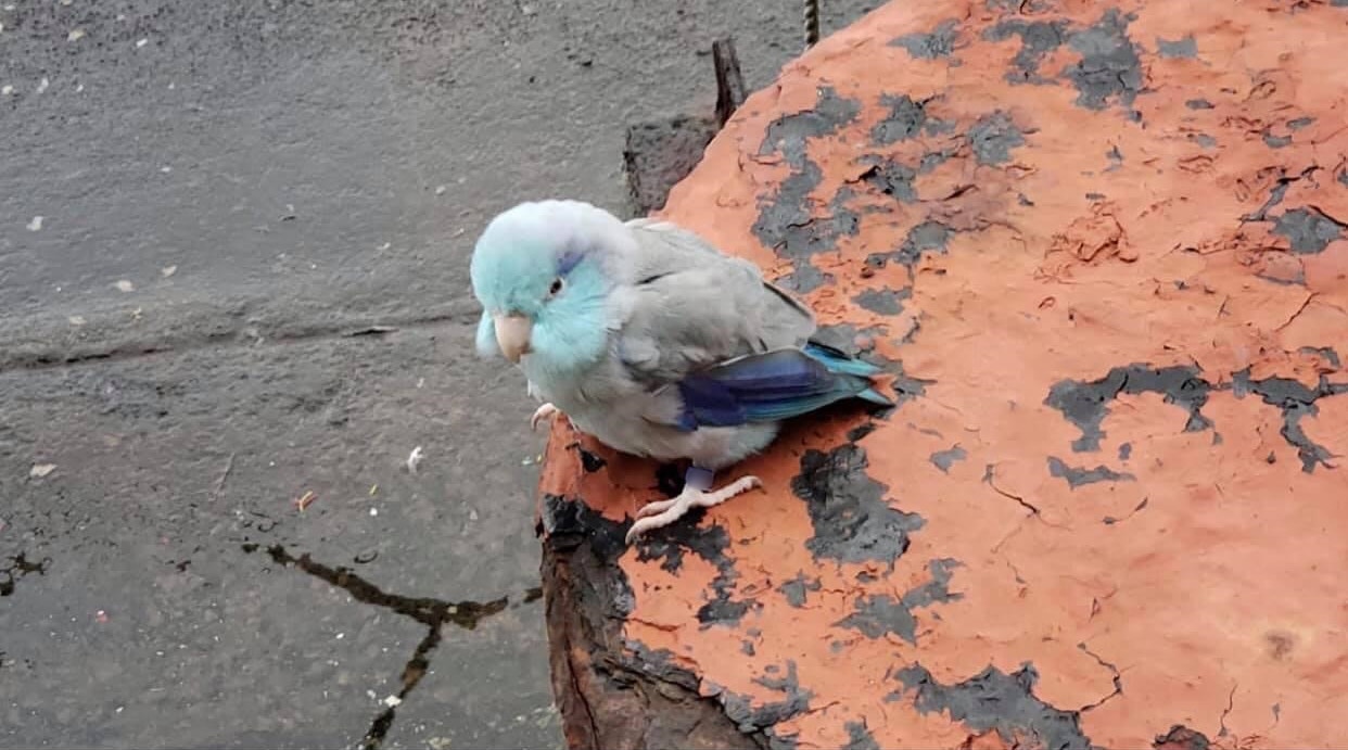 好心人發現小藍時拍下的照片。(受訪者提供) 好心人發現小藍時拍下的照片。(受訪者提供)