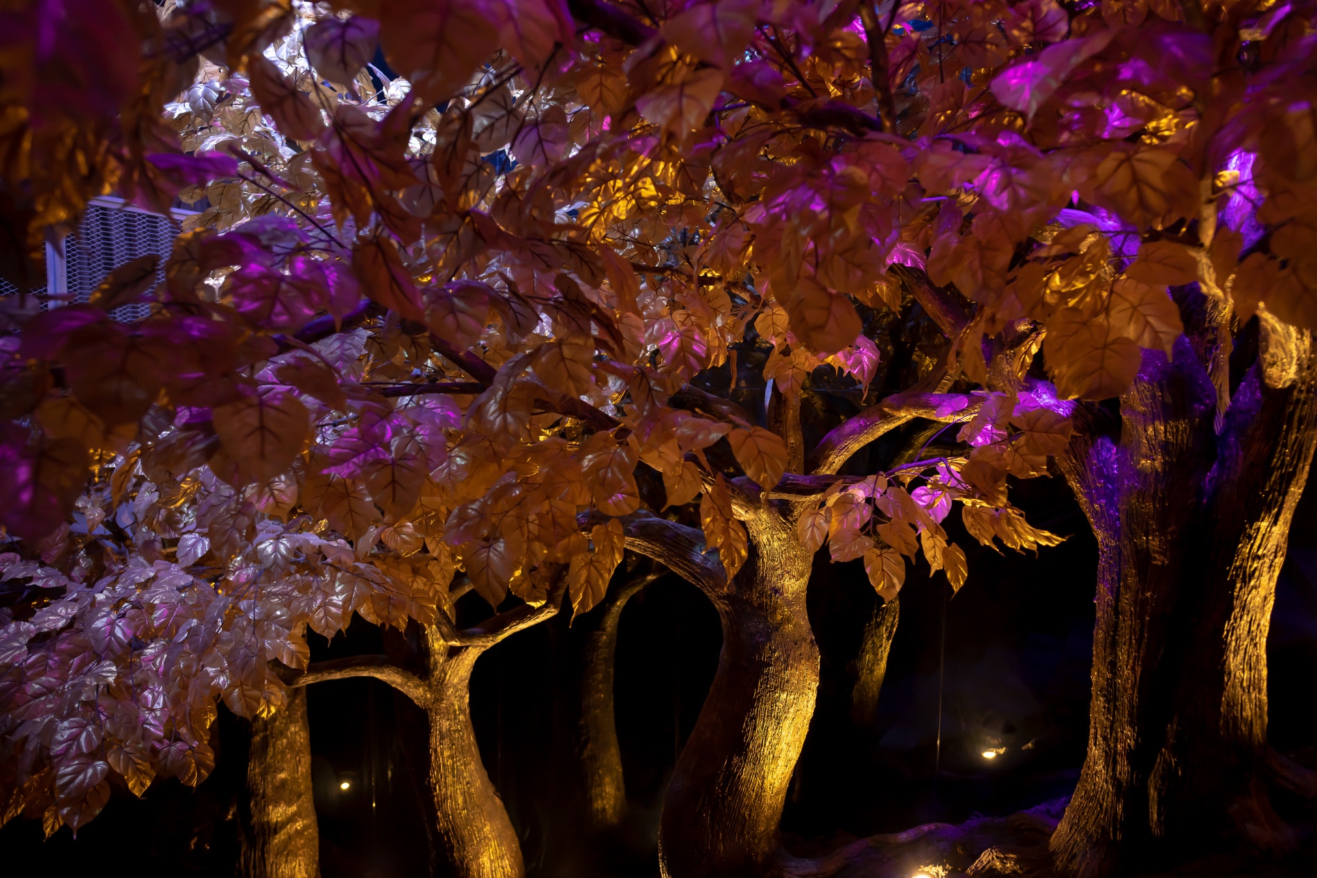 金葉堅硬度如同金翅鳥，並且威力很大，禁止人們觸摸。如果誰吃了或觸摸這些金葉，就會立即死亡，只有梨神鳥才可以吃金葉。（圖片來源：tribhum.com）