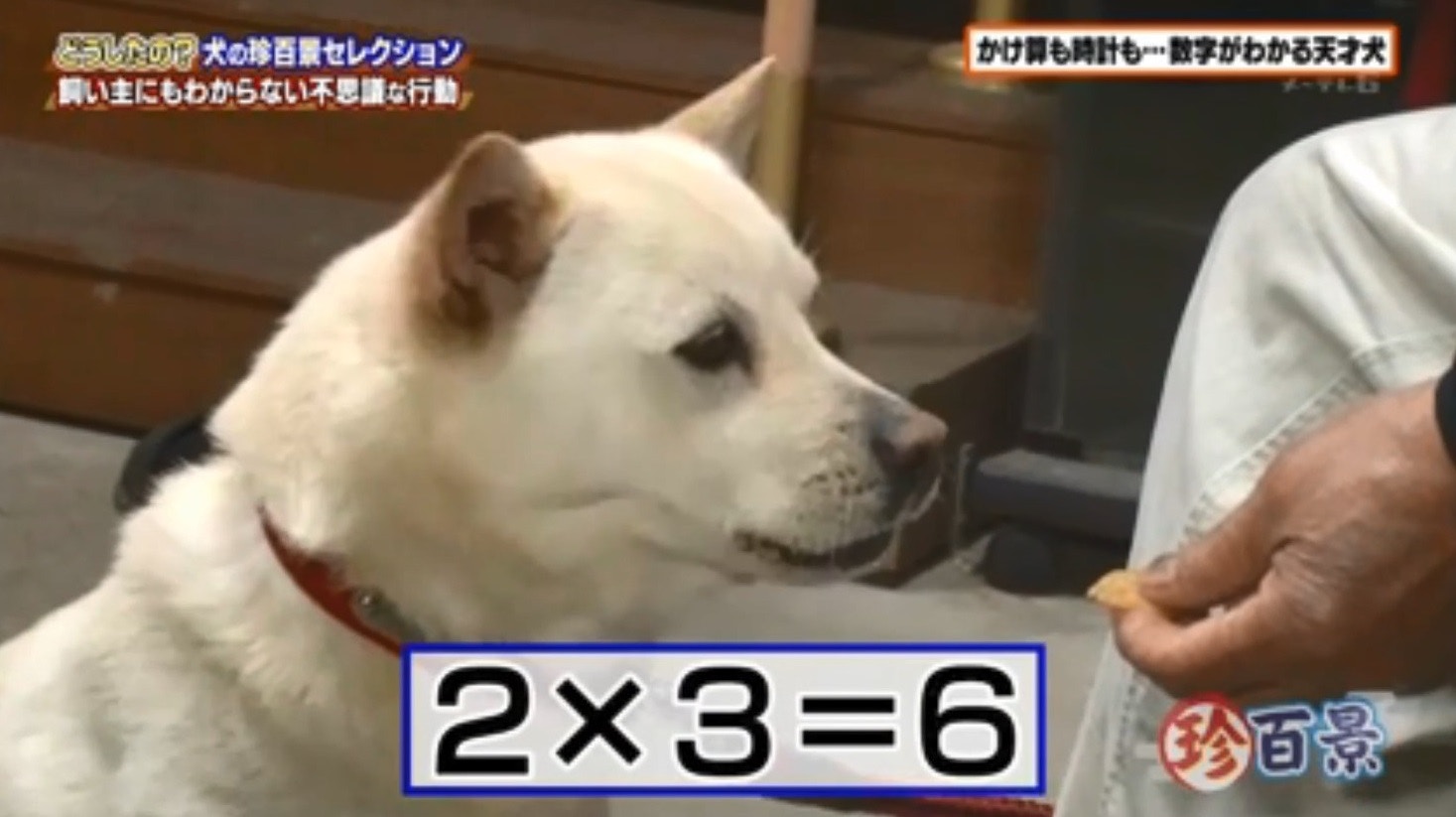 智商驚人】日本天才狗狗識計數看時鐘加減乘數沒難度！