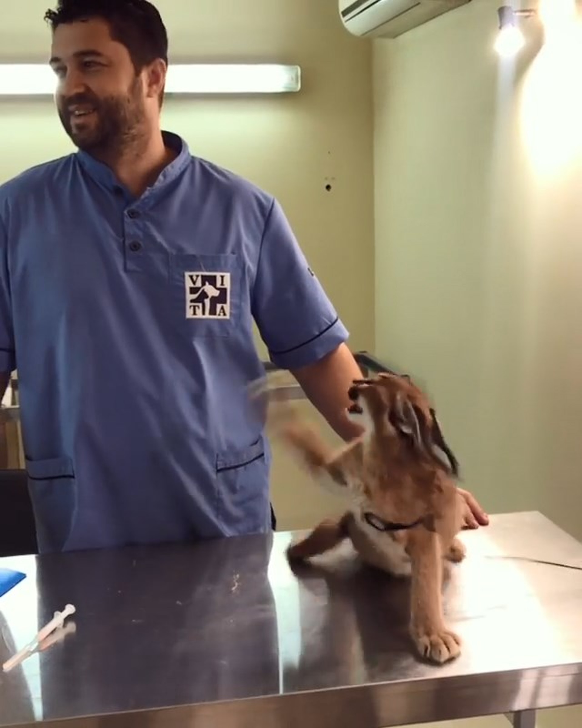 獰貓去診所打針,連番向獸醫拍枱抗議。(「_violetta_letta_」IG影片截圖) 獰貓去診所打針,連番向獸醫拍枱抗議。(「_violetta_letta_」IG影片截圖)