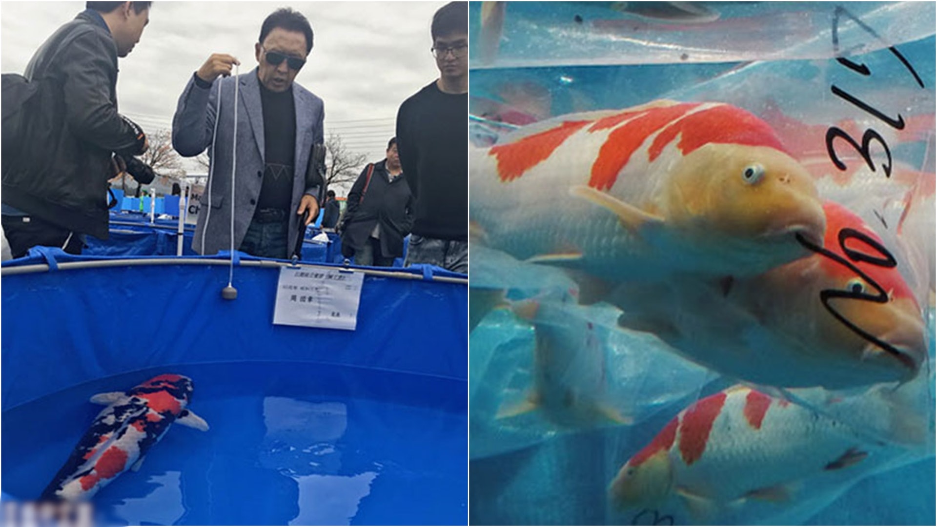 中國富豪1600萬拍下日本錦鯉贏得 全日品評會 冠軍 香港01 即時中國 中國富豪1600萬拍下日本錦鯉贏得 全日品評會 冠軍 香港01 即時中國