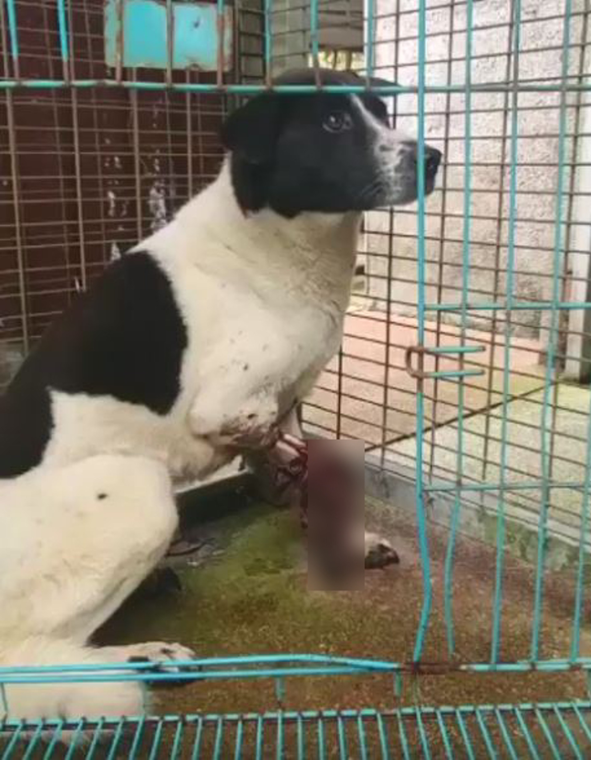 (香港拯救貓狗協會) (香港拯救貓狗協會)