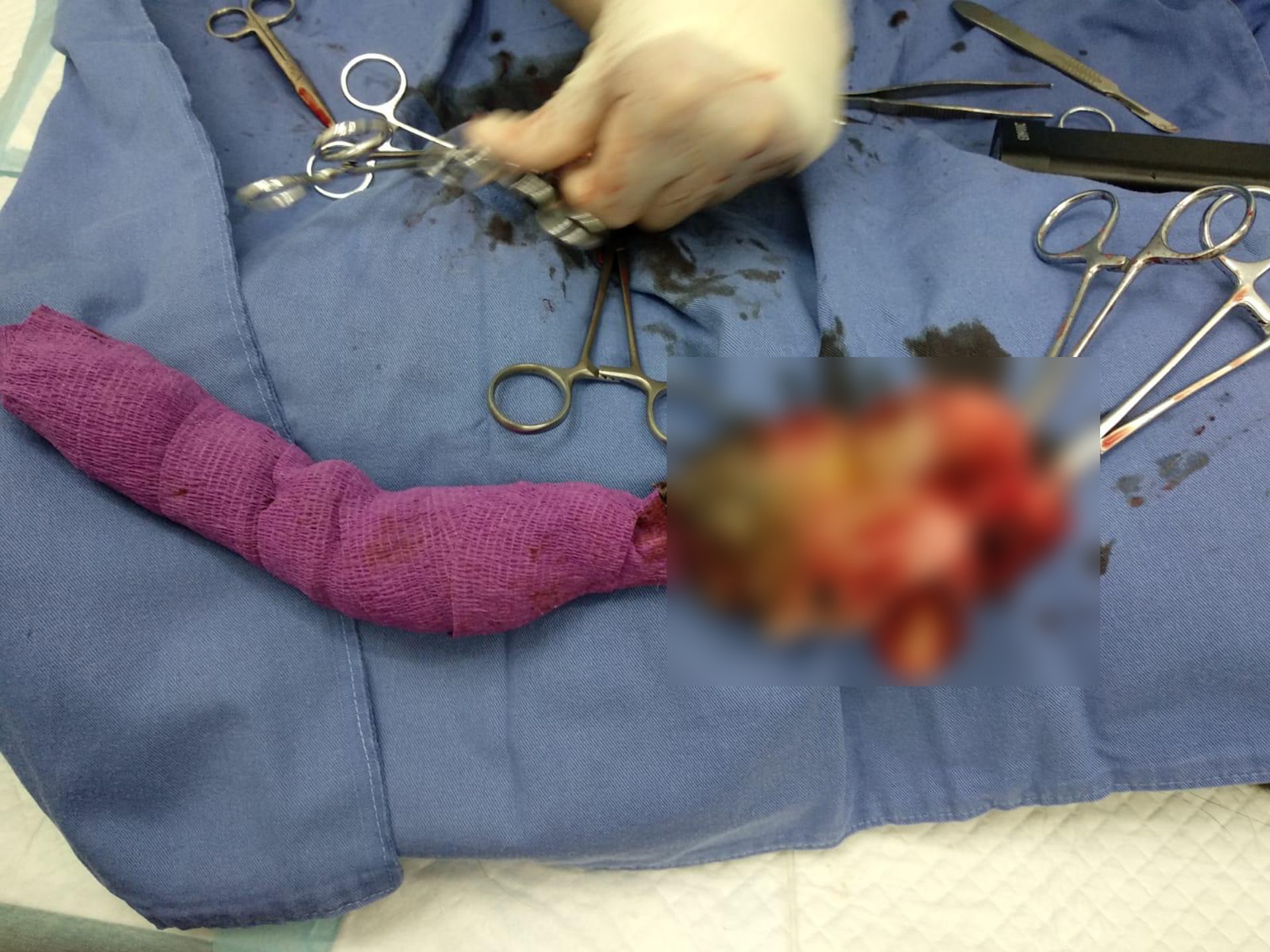 Bailey右前腳神經受損,現時已被切除。(香港拯救貓狗協會) Bailey右前腳神經受損,現時已被切除。(香港拯救貓狗協會)