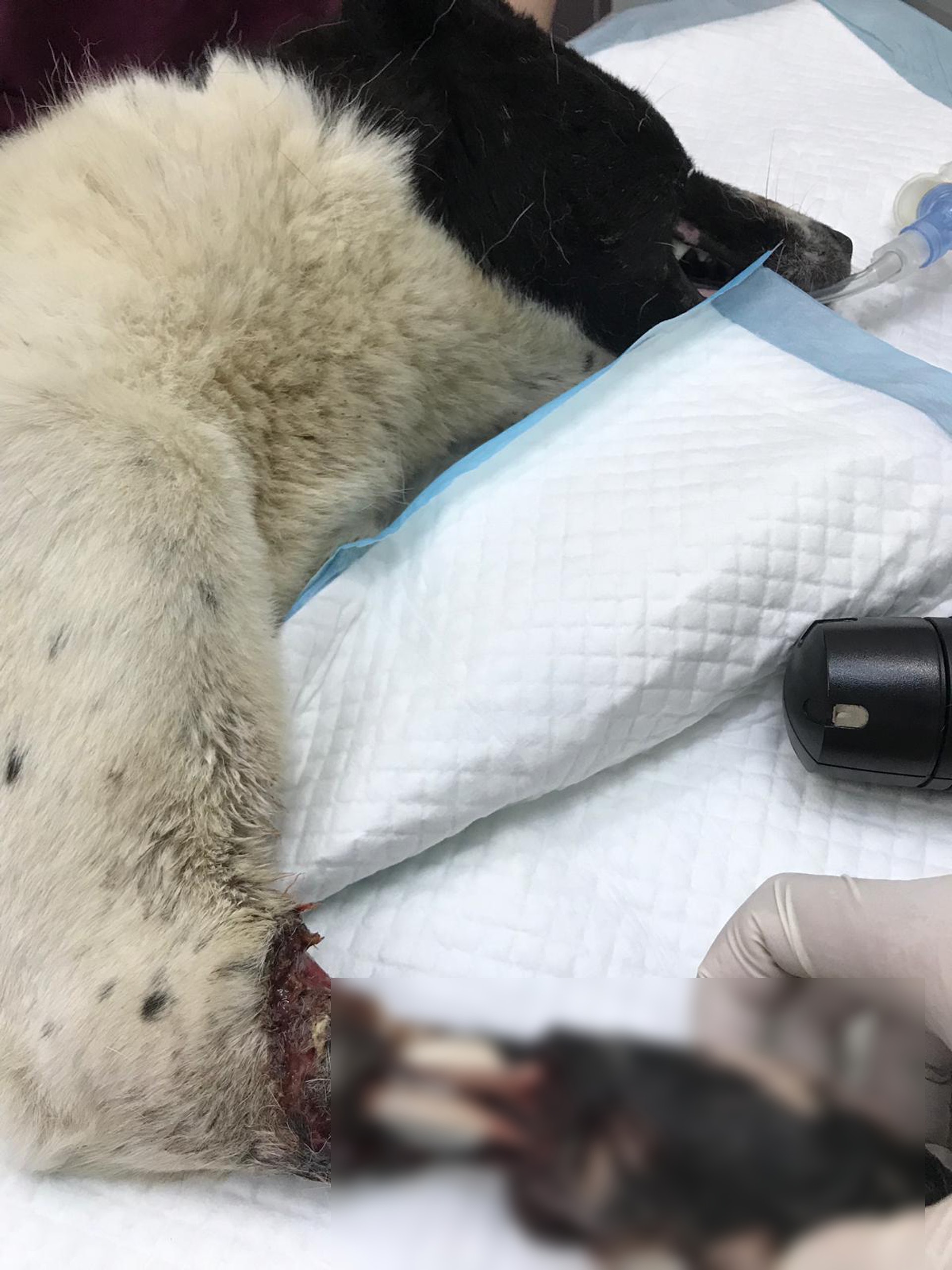 Bailey右前腳神經受損,現時已被切除。(香港拯救貓狗協會) Bailey右前腳神經受損,現時已被切除。(香港拯救貓狗協會)