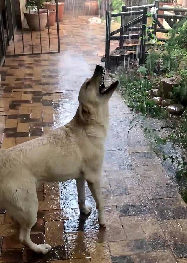 拉布拉多小狗初見大雨落下超興奮歡樂心情感染千萬網民 香港01 寵物