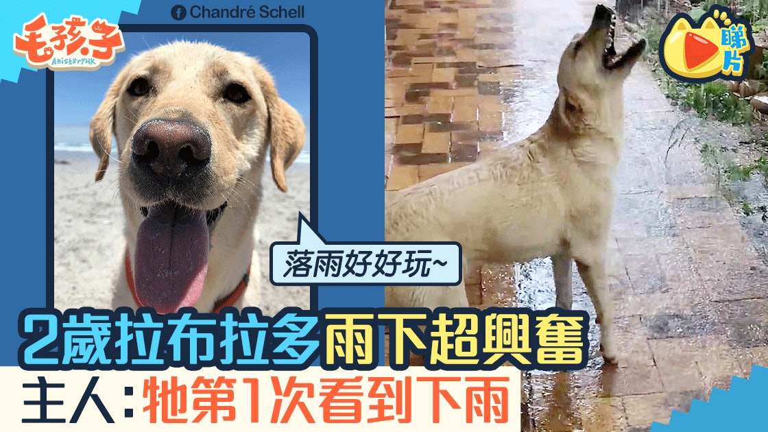 拉布拉多小狗初見大雨落下超興奮歡樂心情感染千萬網民 香港01 寵物