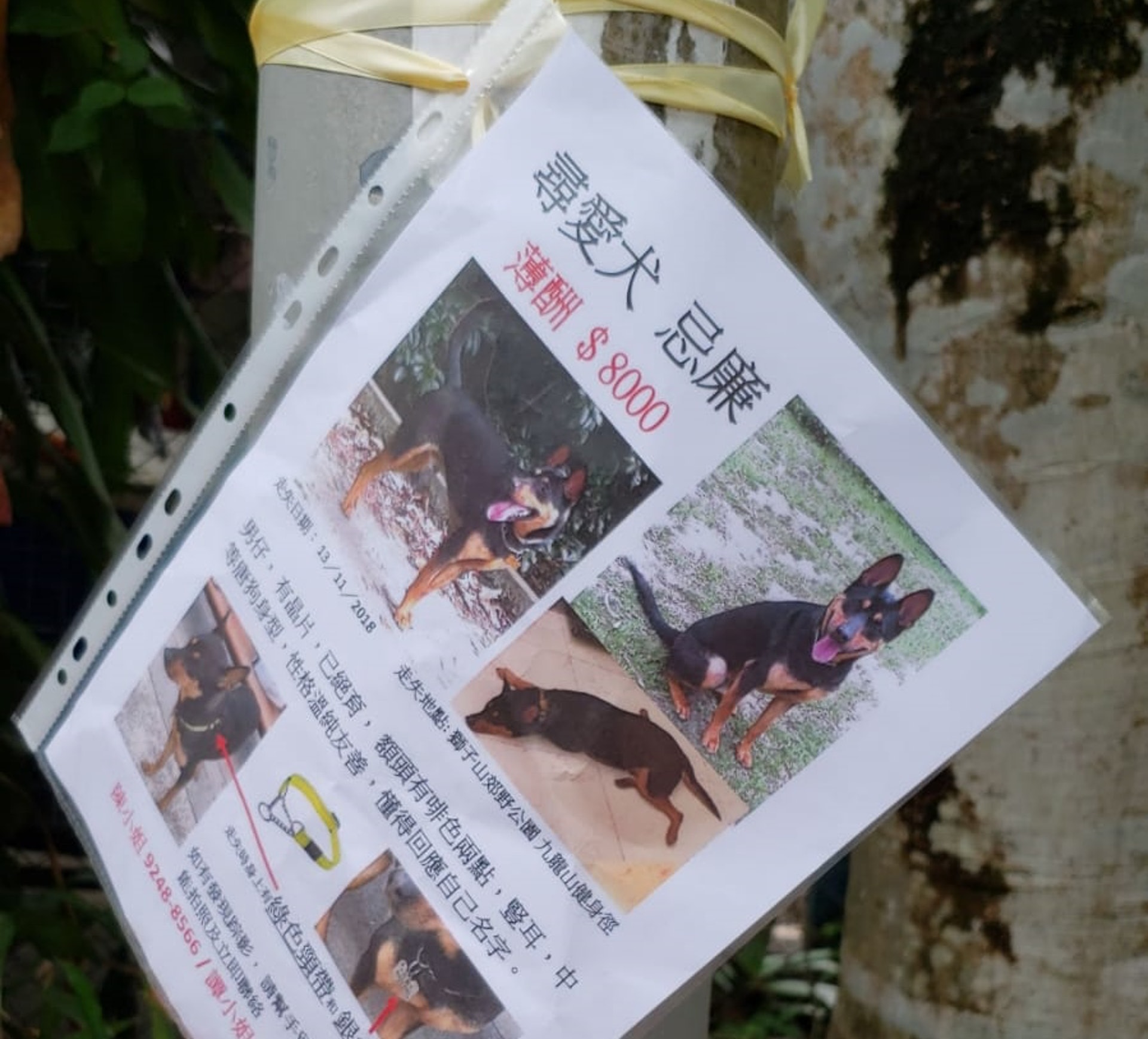 陳小姐說,在山上貼的尋狗啟示,至少有三、四百張。(受訪者提供) 陳小姐說,在山上貼的尋狗啟示,至少有三、四百張。(受訪者提供)