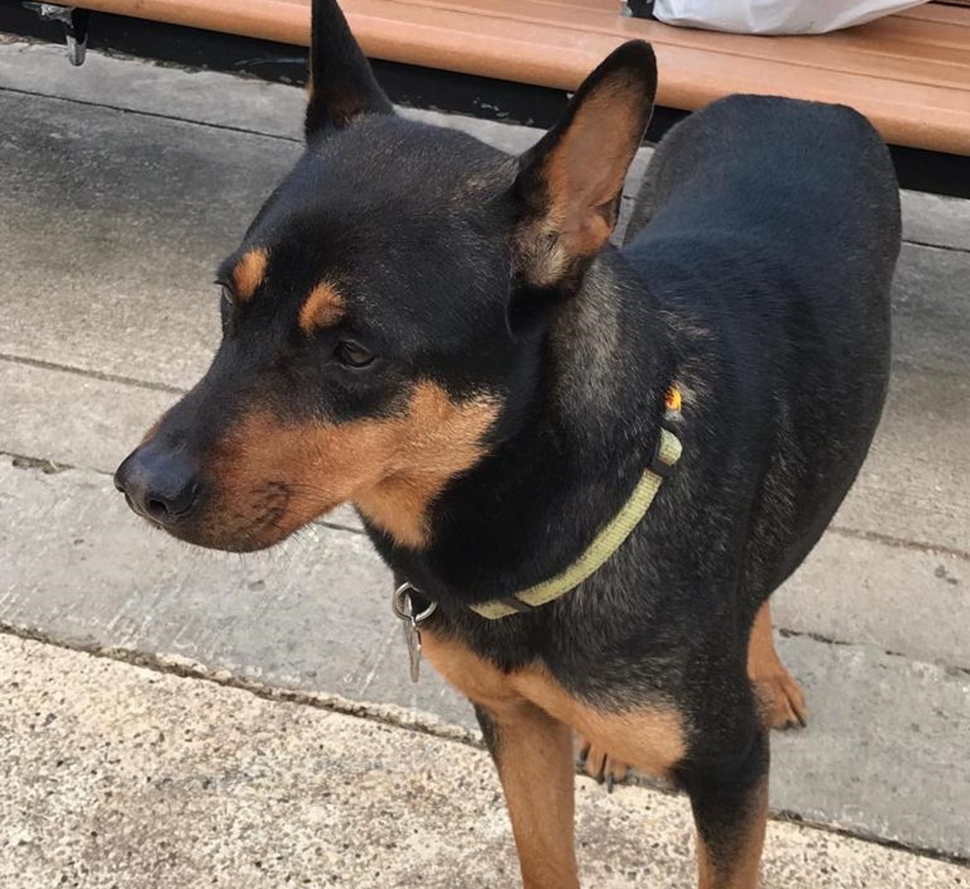 8歲的唐狗「忌廉」去年11月13日,於獅子山郊野公園走失。(受訪者提供) 8歲的唐狗「忌廉」去年11月13日,於獅子山郊野公園走失。(受訪者提供)