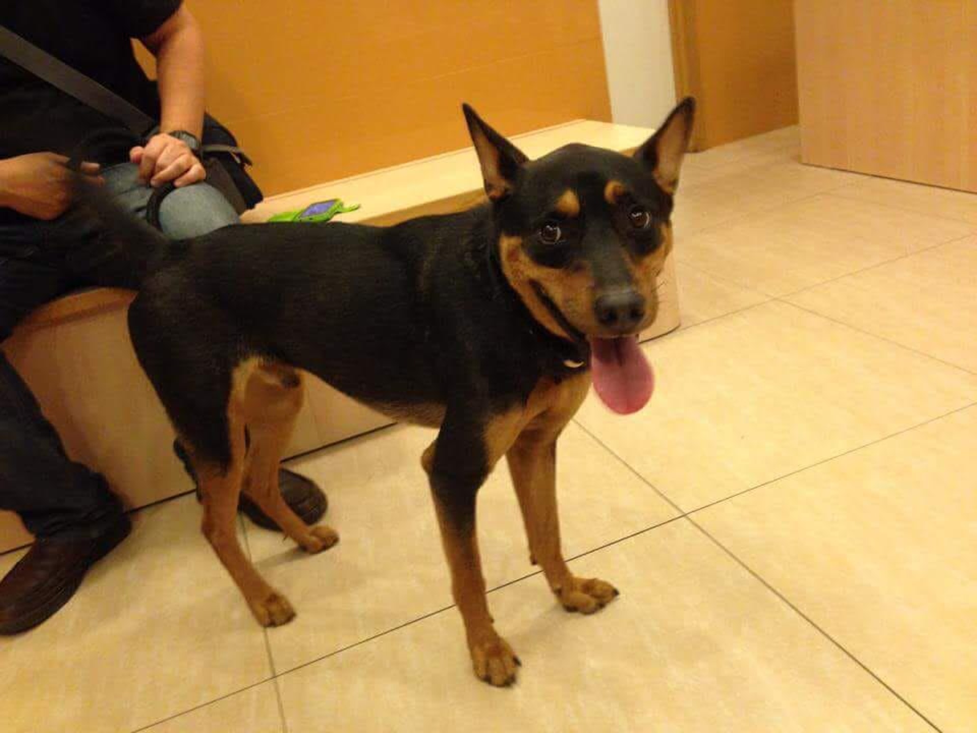 額頭有啡色兩點。(受訪者提供) 額頭有啡色兩點。(受訪者提供)