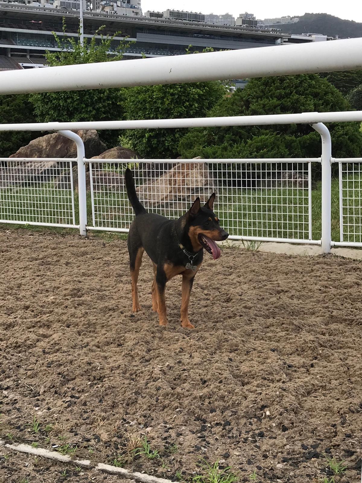 豎尾。（受訪者提供）