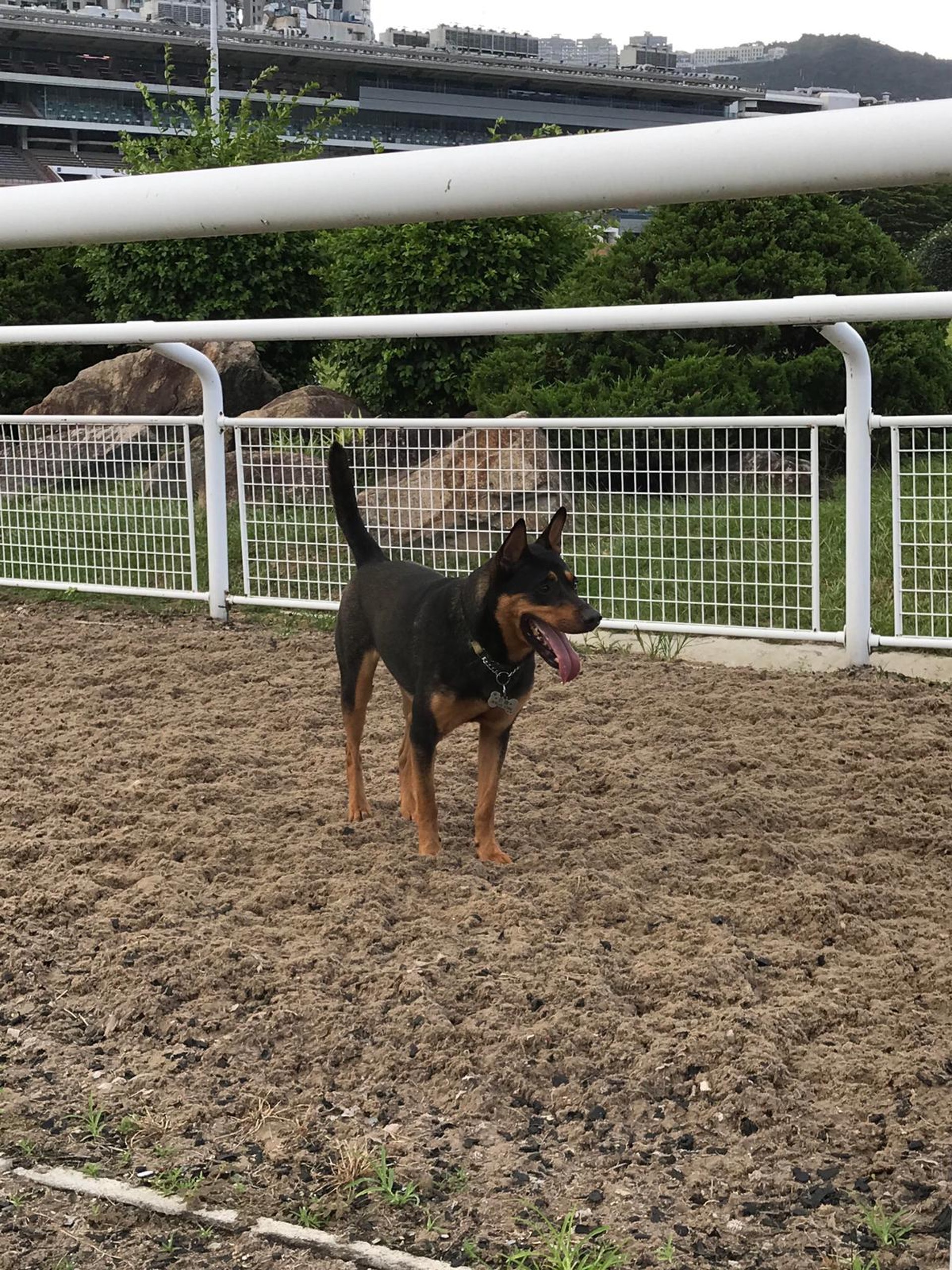 豎尾。(受訪者提供) 豎尾。(受訪者提供)