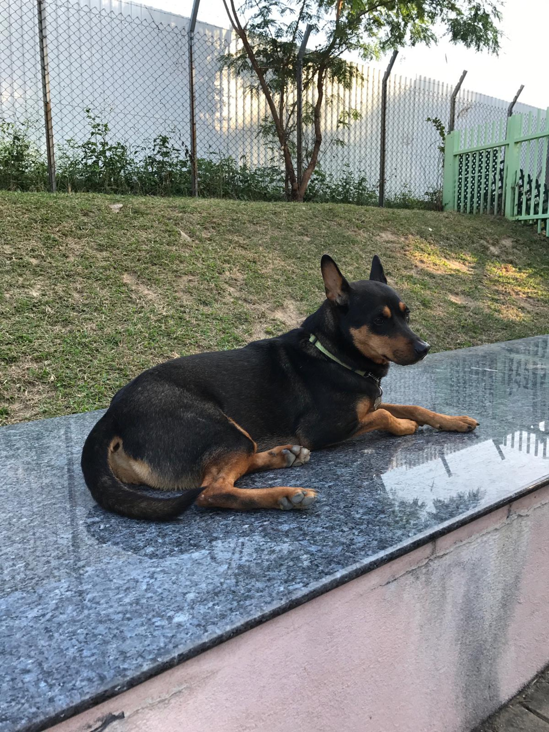 額頭有啡色兩點。(受訪者提供) 額頭有啡色兩點。(受訪者提供)