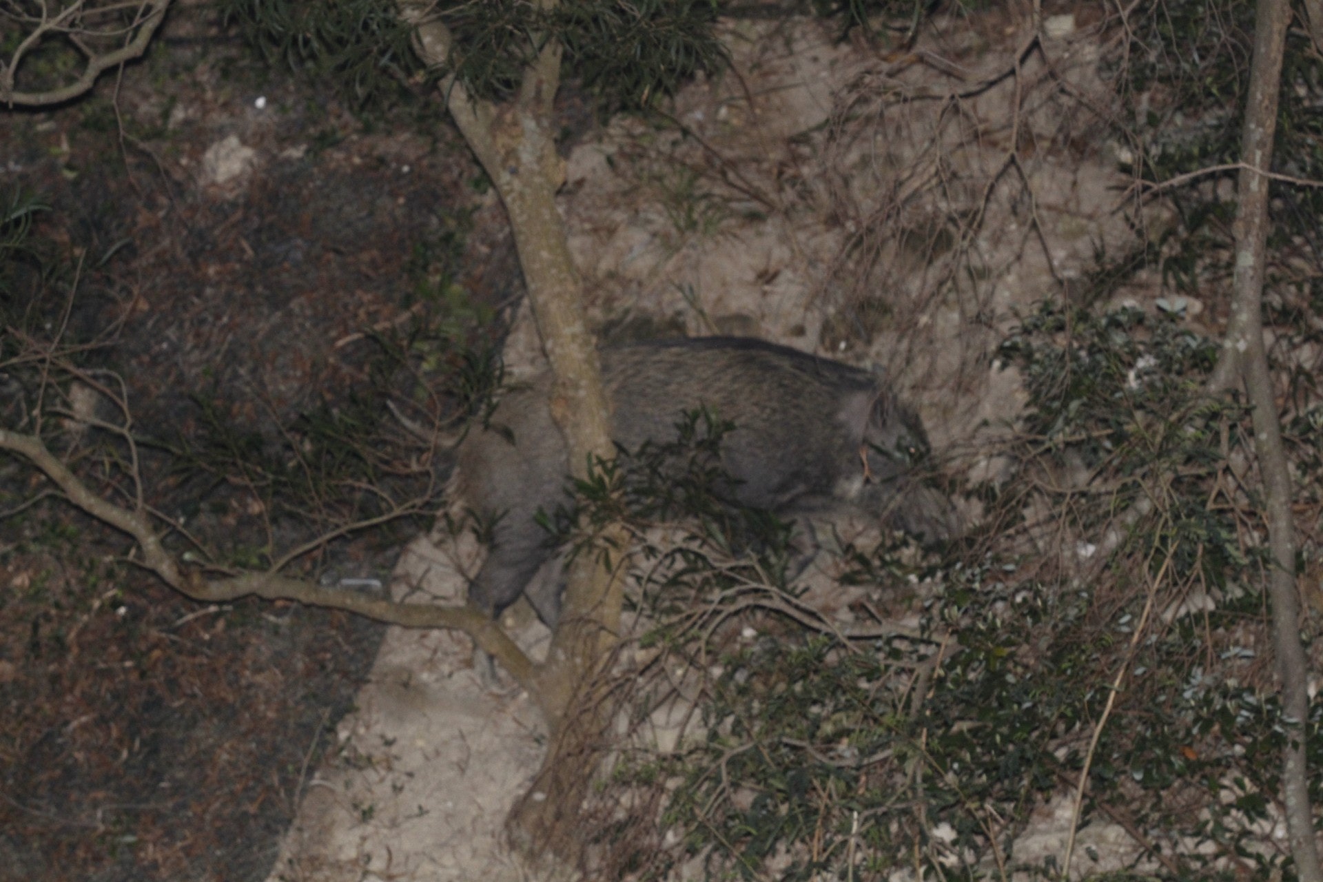 疑似傷人的野豬長於一米。 疑似傷人的野豬長於一米。