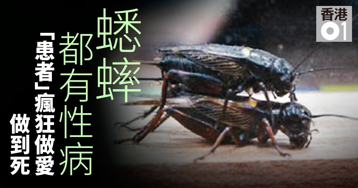 動物界喪屍染病蟋蟀不停交配至死火蟻被控制思想蜘蛛變奴隸 動物界喪屍染病蟋蟀不停交配至死火蟻被控制思想蜘蛛變奴隸