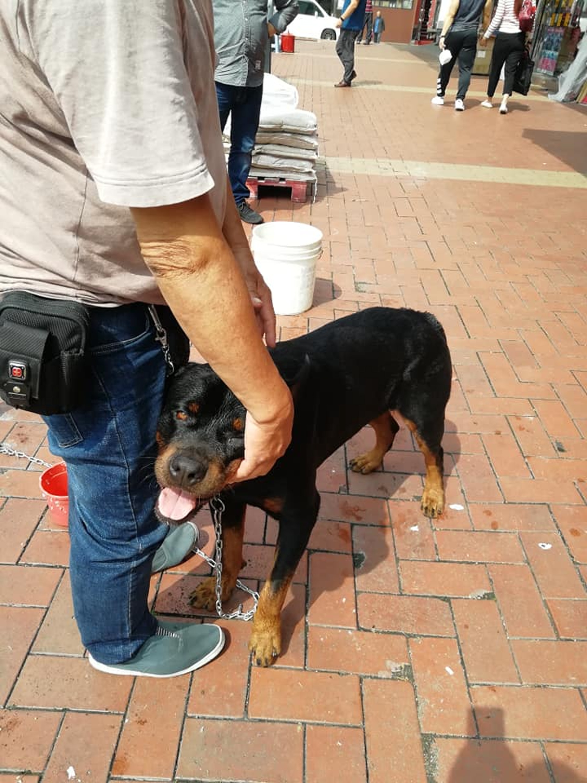 涉事犬隻非常親人,可供陌生人撫摸。(Facebook圖片:唐狗學習營) 涉事犬隻非常親人,可供陌生人撫摸。(Facebook圖片:唐狗學習營)