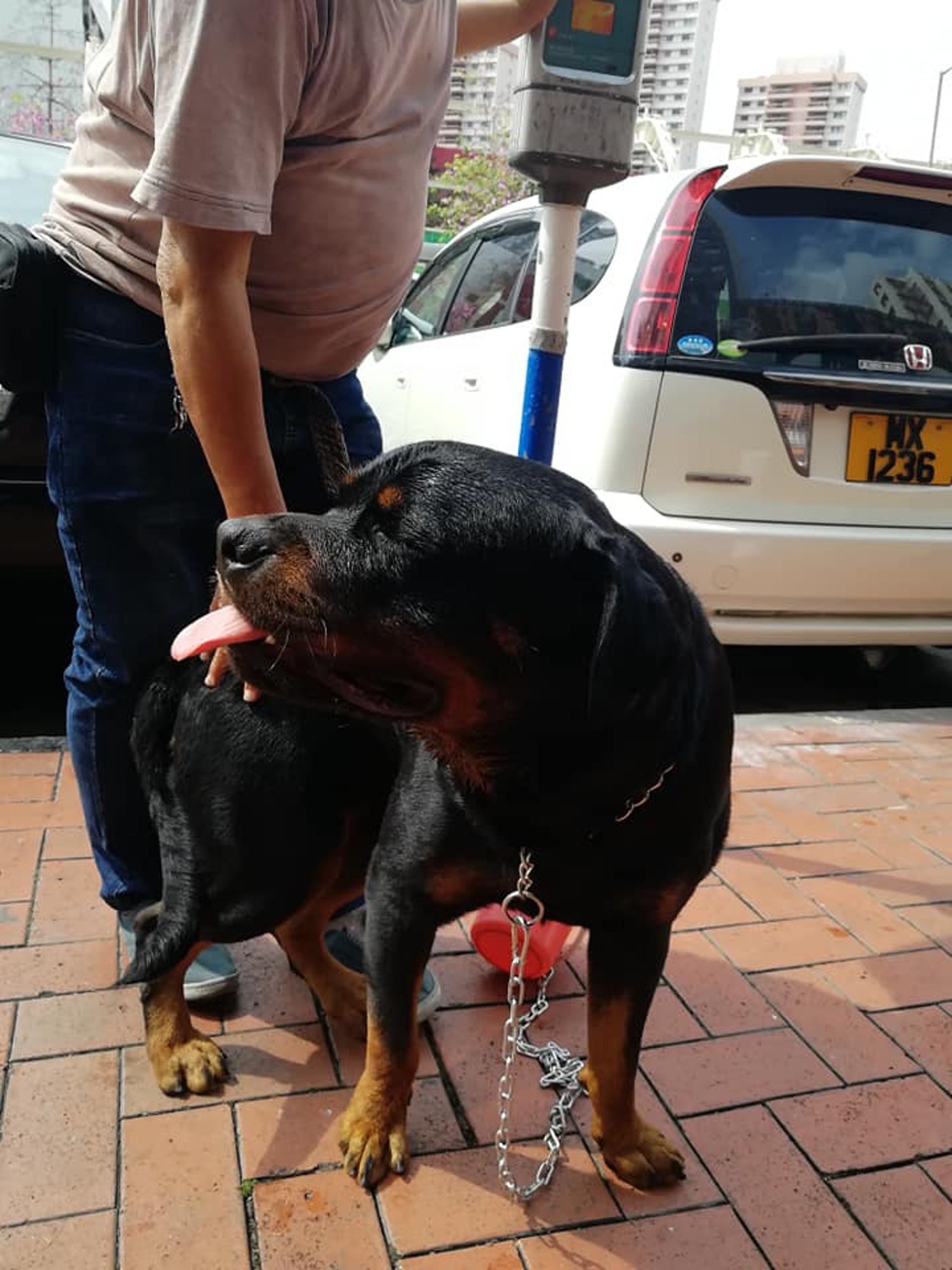 涉事洛威拿於當天早上走失。(Facebook圖片:唐狗學習營) 涉事洛威拿於當天早上走失。(Facebook圖片:唐狗學習營)