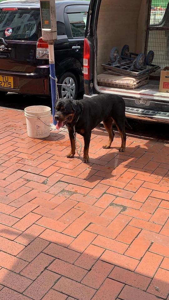 涉事犬隻等待警察到場。(Facebook圖片:Kelly Animals Shelter - KAS) 涉事犬隻等待警察到場。(Facebook圖片:Kelly Animals Shelter - KAS)