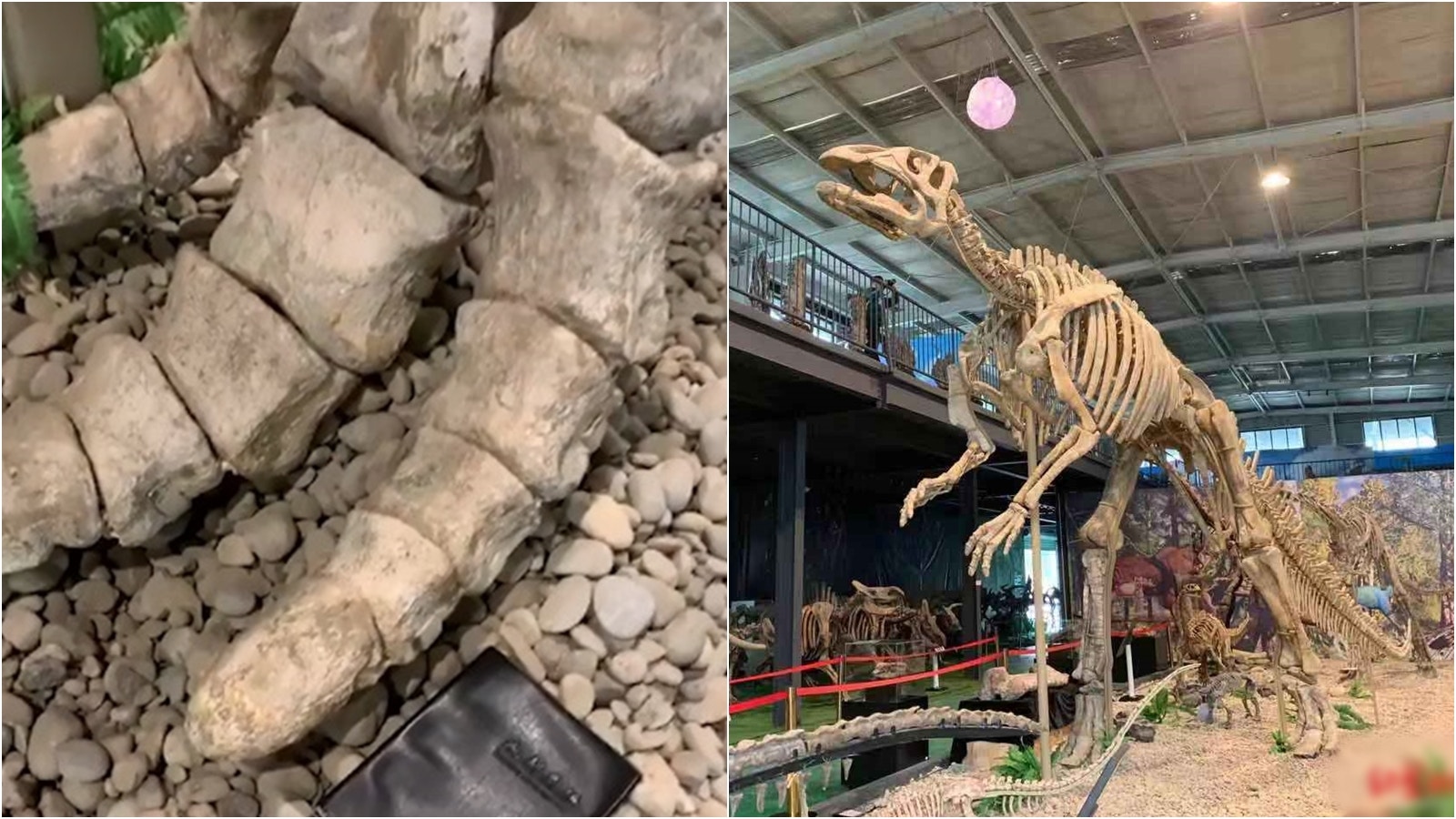 四川博物館展出 巨型鴨嘴龍 恐龍化石揭新疆旱地原是綠洲 香港01 行走中國