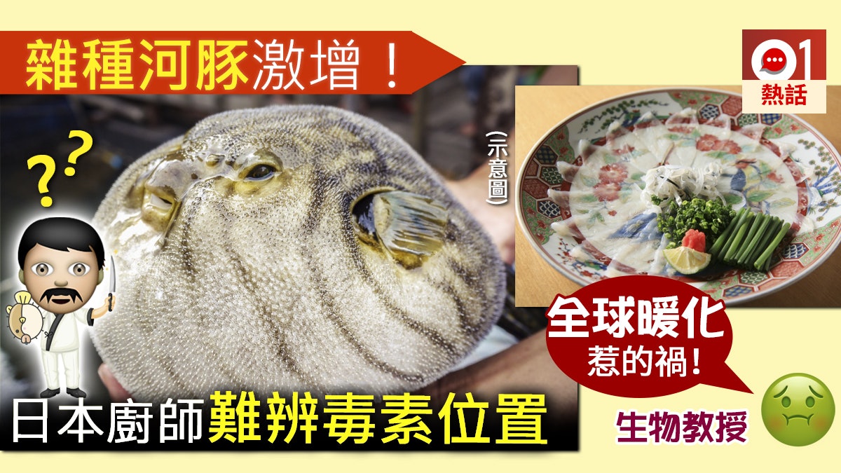 賭命美食 雜種河豚激增日本廚師亦難辨有毒部位誤吃可致命 香港01 熱爆話題 賭命美食 雜種河豚激增日本廚師亦難辨有毒部位誤吃可致命 香港01 熱爆話題