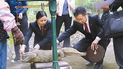 飼主欠錢不還 廣西法院「活封」400多條鱷魚 飼主欠錢不還 廣西法院「活封」400多條鱷魚