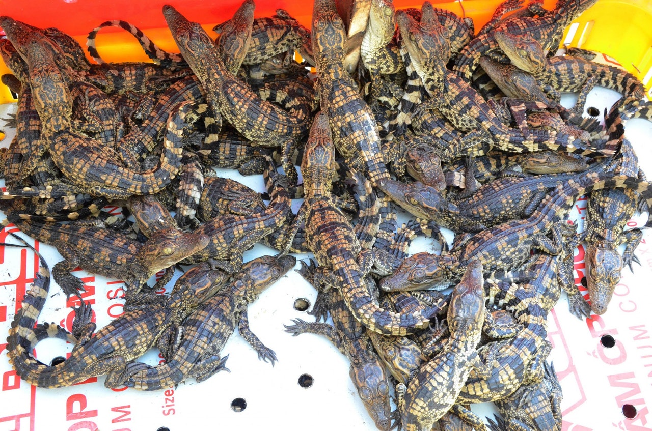 涉案的鱷魚數量眾多。(VCG) 涉案的鱷魚數量眾多。(VCG)