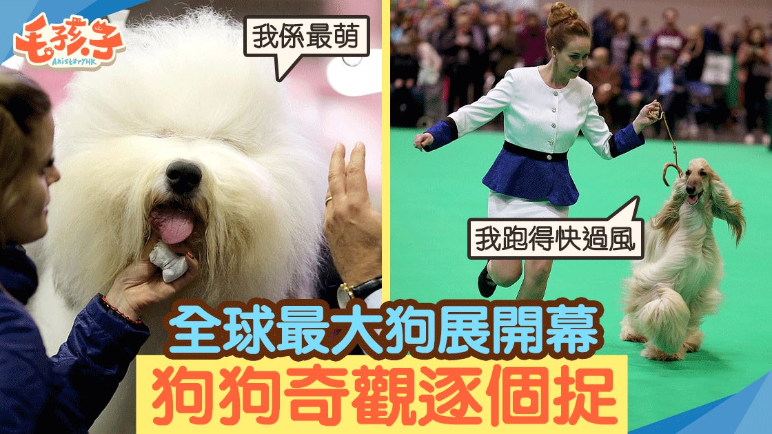 世界最大狗展開幕逾0狗種鬥一番爭奪最佳狗狗殊榮 香港01 寵物