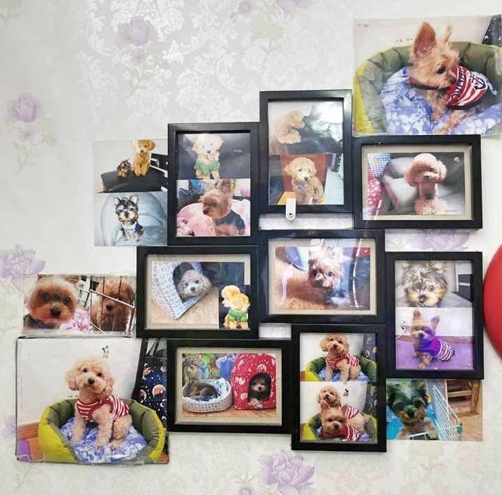 郭婆婆在牆上貼滿愛犬的照片,可見她有多疼愛狗狗們。(Facebook@阿棍屋) 郭婆婆在牆上貼滿愛犬的照片,可見她有多疼愛狗狗們。(Facebook@阿棍屋)