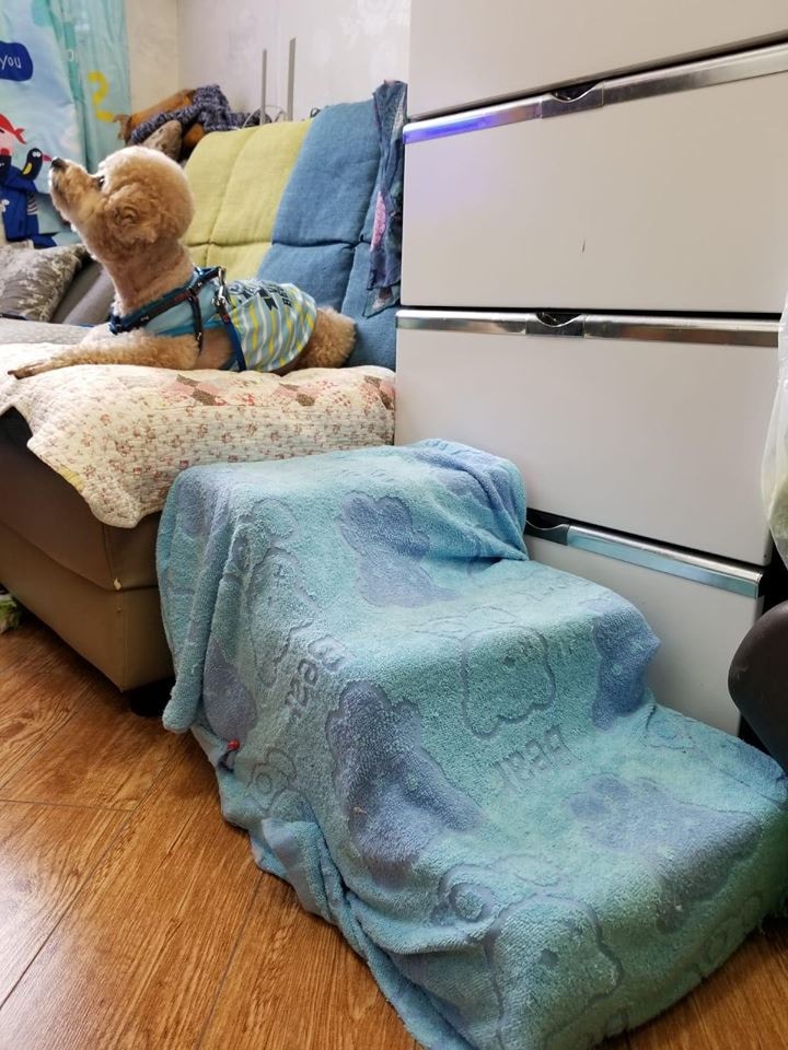 她為方便愛犬上落沙發,更自製樓梯供牠們使用。(Facebook@阿棍屋) 她為方便愛犬上落沙發,更自製樓梯供牠們使用。(Facebook@阿棍屋)