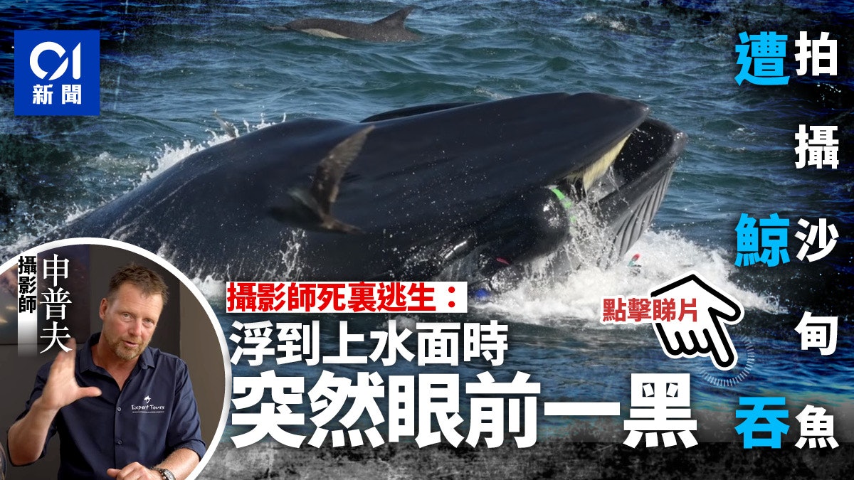 鯨魚 香港01 鯨魚 香港01