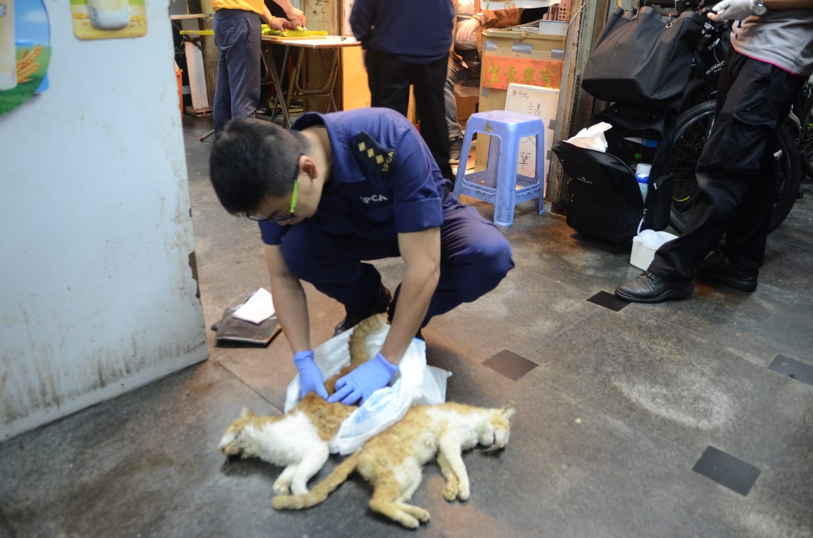 愛協到場檢走貓隻。(讀者提供) 愛協到場檢走貓隻。(讀者提供)