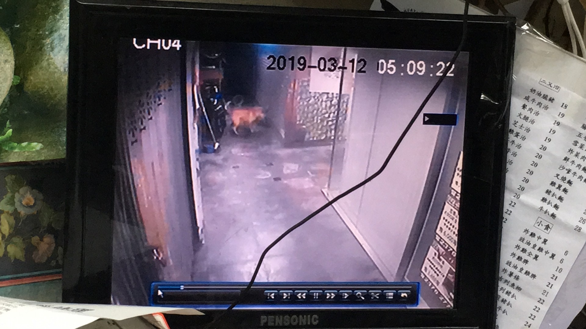 三隻狗於後巷位置狂咬貓隻。(鄧詠中攝) 三隻狗於後巷位置狂咬貓隻。(鄧詠中攝)