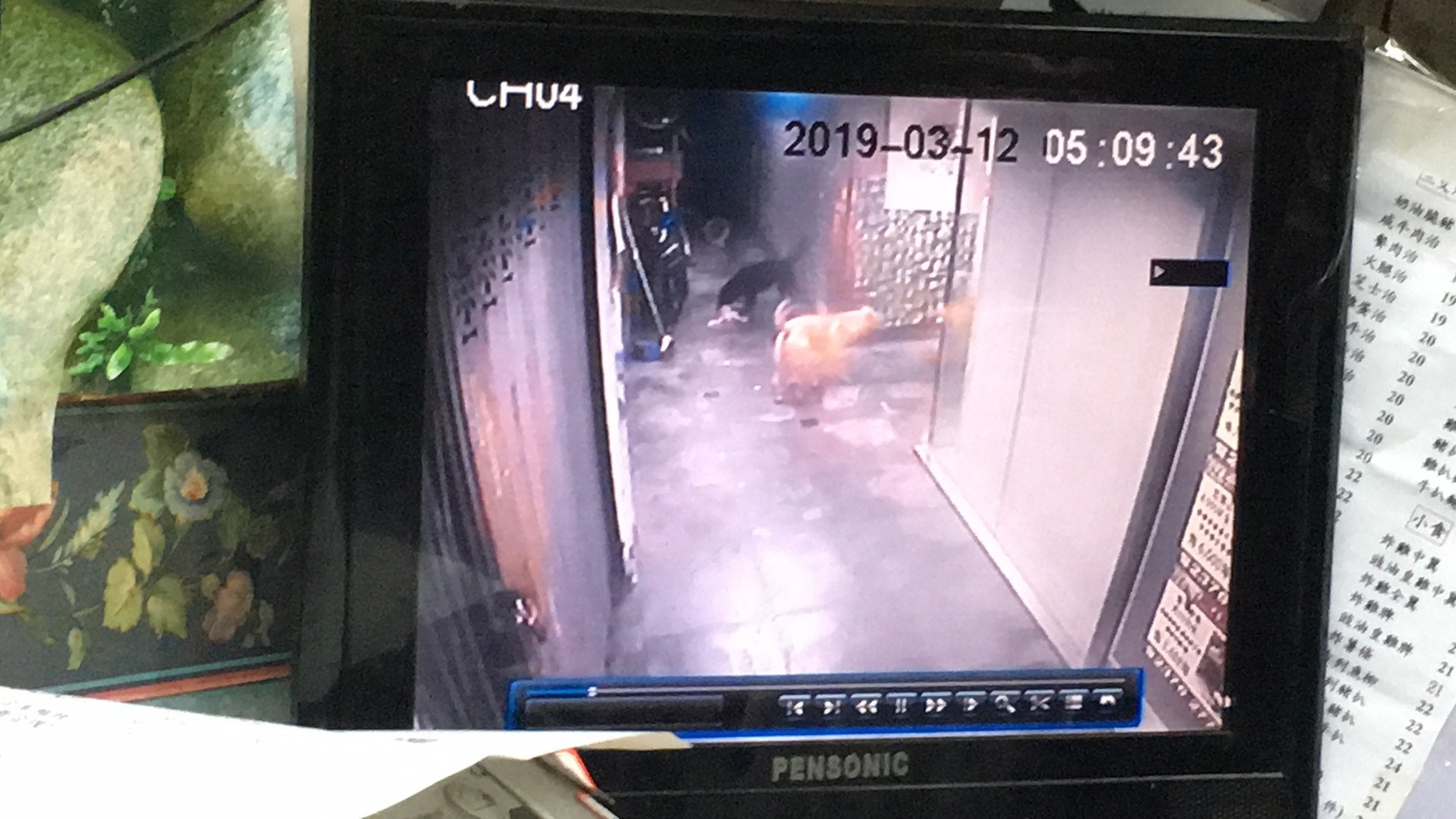 最後貓隻伏屍地面,三隻狗相繼離開。(鄧詠中攝) 最後貓隻伏屍地面,三隻狗相繼離開。(鄧詠中攝)