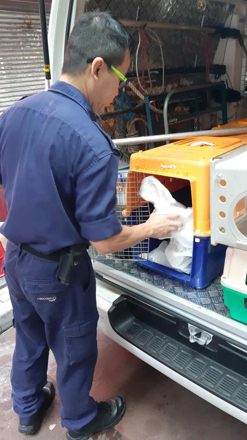 愛協人員將貓隻帶走。(讀者提供) 愛協人員將貓隻帶走。(讀者提供)