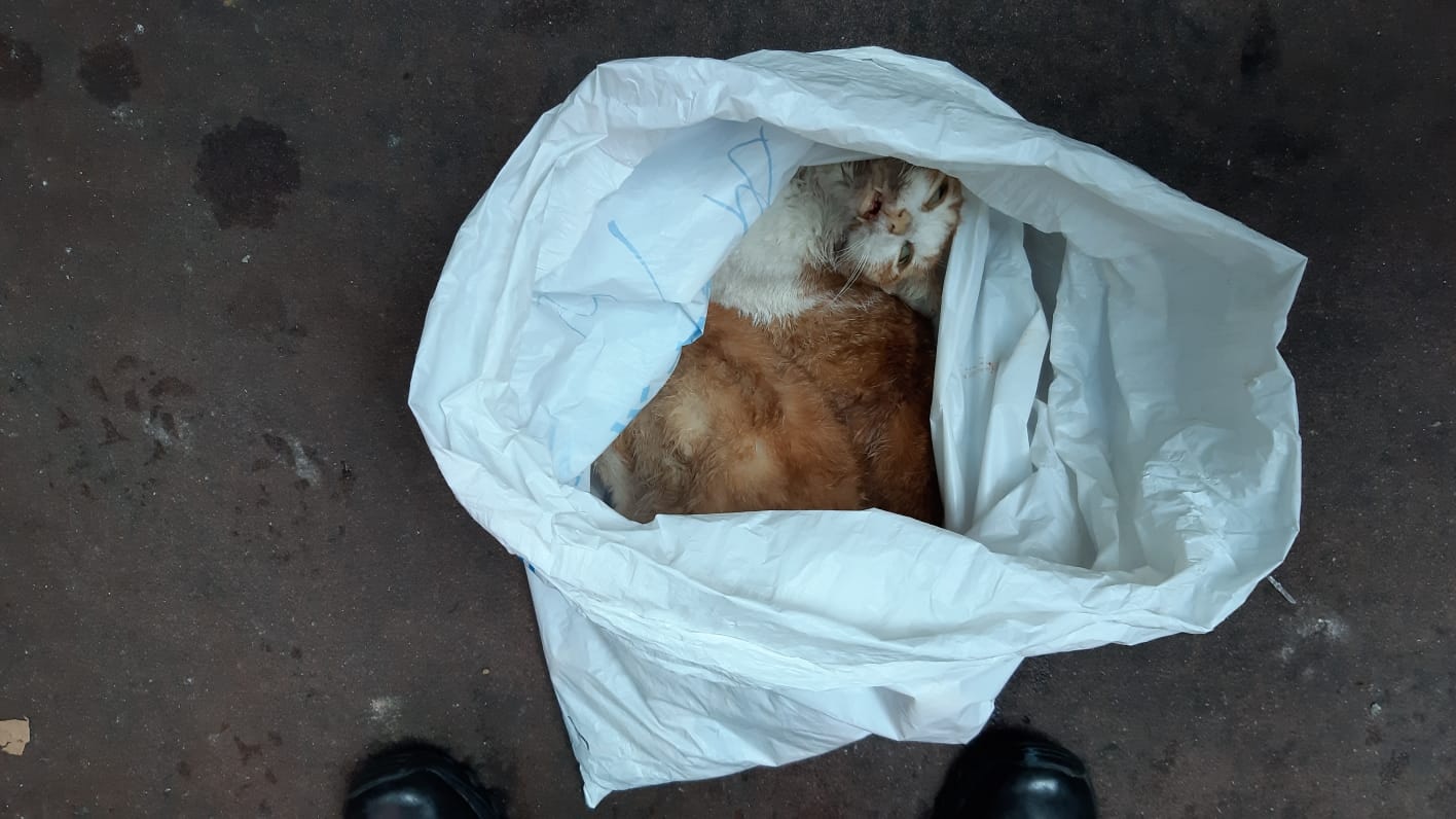 愛協人員將貓隻帶走。(讀者提供) 愛協人員將貓隻帶走。(讀者提供)