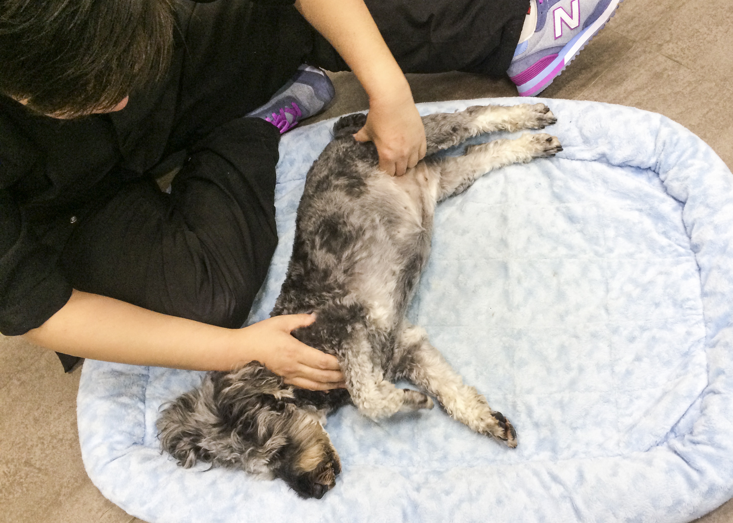 狗狗按摩】按摩4個部位馴服汪星人為老狗強化肌肉緩關節退化