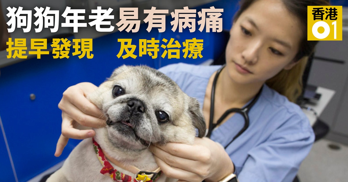 年老寵物 老狗要勤做檢查spca 3個月的健康轉變可以很大 香港01 寵物