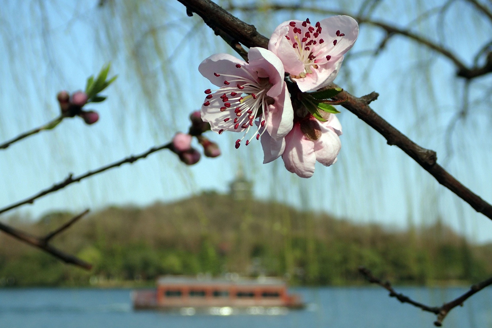 西湖蘇堤映波橋畔桃花綻放。 西湖蘇堤映波橋畔桃花綻放。
