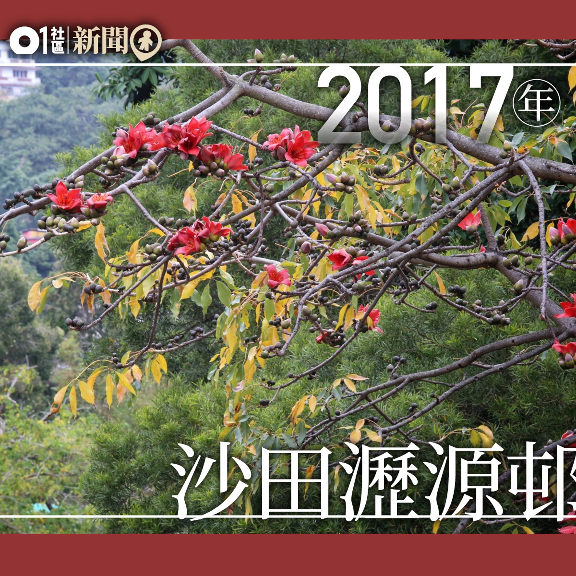 木棉變 圖輯 三年紀錄暖化削弱英雄樹林超英 無冬預測成真 木棉變 圖輯 三年紀錄暖化削弱英雄樹林超英 無冬預測成真