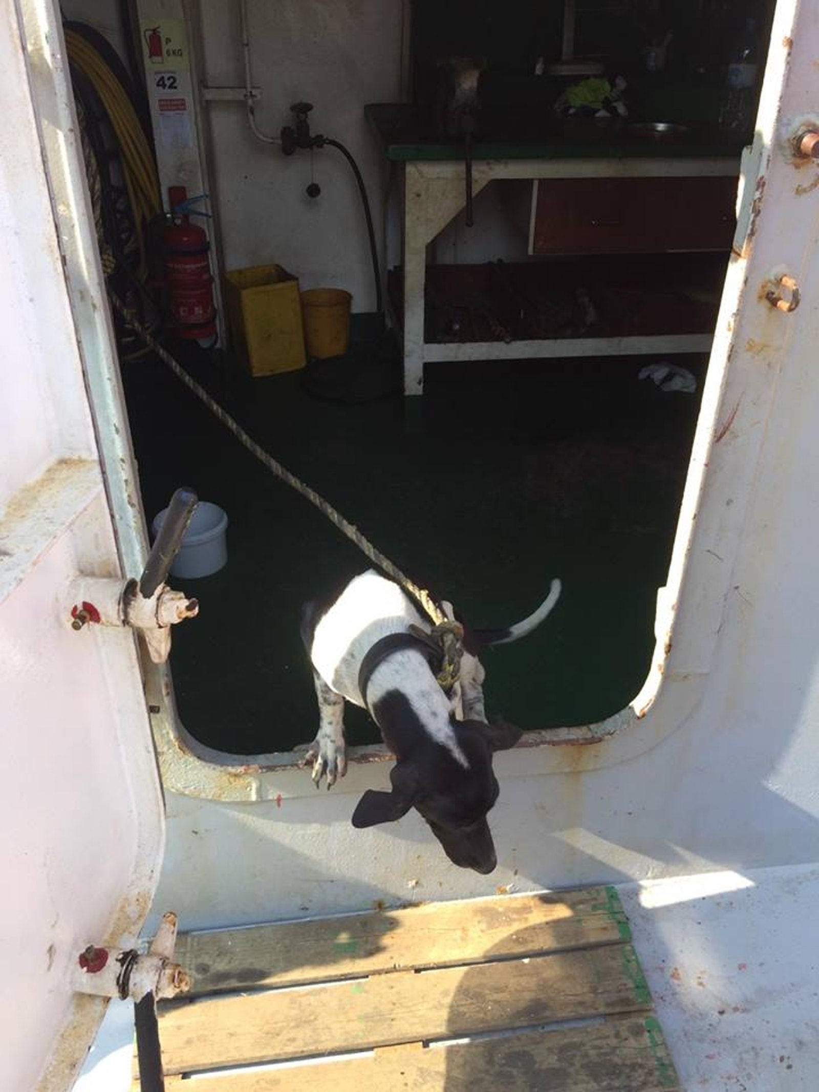 一頭泰國的狗狗在日前隨著一艘貨船抵港。(受訪者提供) 一頭泰國的狗狗在日前隨著一艘貨船抵港。(受訪者提供)